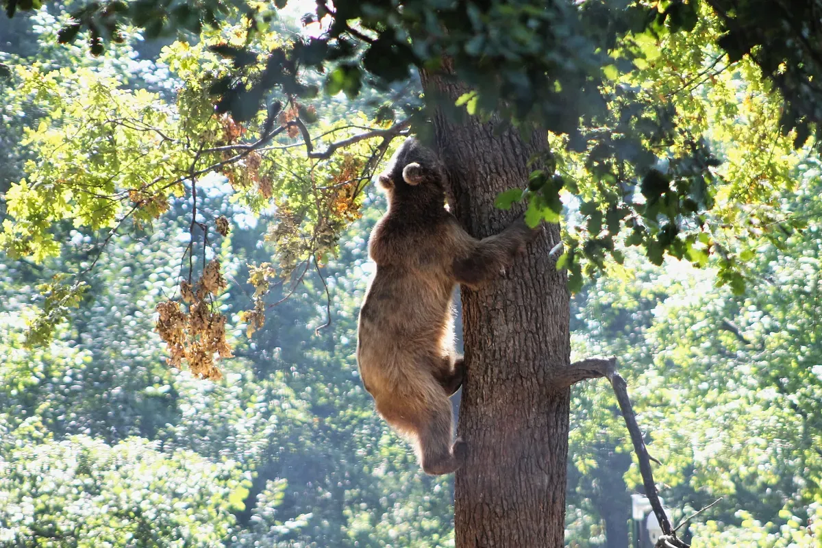 A bear climbing a tree at the Libearty sanctuary near Bran Castle in summer